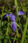 Giant blue iris